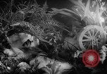 Image of International Flower Show New York City USA, 1961, second 49 stock footage video 65675041459