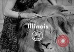Image of Pet lion in captivity Illinois United States USA, 1954, second 4 stock footage video 65675041493
