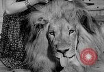 Image of Pet lion in captivity Illinois United States USA, 1954, second 5 stock footage video 65675041493