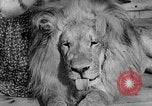 Image of Pet lion in captivity Illinois United States USA, 1954, second 6 stock footage video 65675041493
