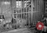 Image of Pet lion in captivity Illinois United States USA, 1954, second 7 stock footage video 65675041493
