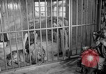 Image of Pet lion in captivity Illinois United States USA, 1954, second 8 stock footage video 65675041493