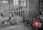 Image of Pet lion in captivity Illinois United States USA, 1954, second 9 stock footage video 65675041493