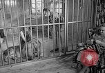 Image of Pet lion in captivity Illinois United States USA, 1954, second 10 stock footage video 65675041493