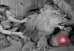 Image of Pet lion in captivity Illinois United States USA, 1954, second 14 stock footage video 65675041493