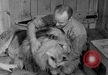 Image of Pet lion in captivity Illinois United States USA, 1954, second 15 stock footage video 65675041493