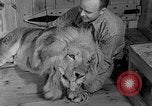 Image of Pet lion in captivity Illinois United States USA, 1954, second 16 stock footage video 65675041493