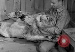 Image of Pet lion in captivity Illinois United States USA, 1954, second 17 stock footage video 65675041493