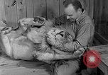 Image of Pet lion in captivity Illinois United States USA, 1954, second 18 stock footage video 65675041493