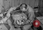 Image of Pet lion in captivity Illinois United States USA, 1954, second 19 stock footage video 65675041493