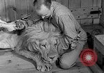 Image of Pet lion in captivity Illinois United States USA, 1954, second 20 stock footage video 65675041493