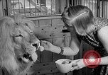 Image of Pet lion in captivity Illinois United States USA, 1954, second 21 stock footage video 65675041493