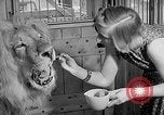 Image of Pet lion in captivity Illinois United States USA, 1954, second 22 stock footage video 65675041493