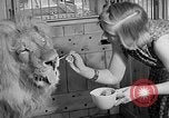 Image of Pet lion in captivity Illinois United States USA, 1954, second 23 stock footage video 65675041493