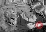 Image of Pet lion in captivity Illinois United States USA, 1954, second 24 stock footage video 65675041493