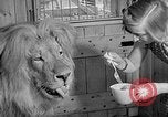 Image of Pet lion in captivity Illinois United States USA, 1954, second 25 stock footage video 65675041493