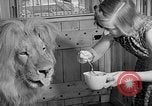 Image of Pet lion in captivity Illinois United States USA, 1954, second 26 stock footage video 65675041493