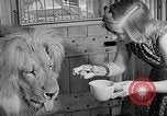Image of Pet lion in captivity Illinois United States USA, 1954, second 27 stock footage video 65675041493