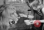 Image of Pet lion in captivity Illinois United States USA, 1954, second 28 stock footage video 65675041493
