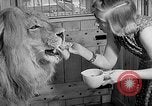 Image of Pet lion in captivity Illinois United States USA, 1954, second 29 stock footage video 65675041493