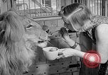 Image of Pet lion in captivity Illinois United States USA, 1954, second 30 stock footage video 65675041493