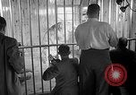 Image of Pet lion in captivity Illinois United States USA, 1954, second 31 stock footage video 65675041493