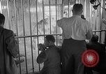 Image of Pet lion in captivity Illinois United States USA, 1954, second 32 stock footage video 65675041493