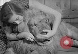 Image of Pet lion in captivity Illinois United States USA, 1954, second 33 stock footage video 65675041493
