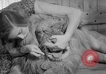 Image of Pet lion in captivity Illinois United States USA, 1954, second 34 stock footage video 65675041493