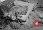 Image of Pet lion in captivity Illinois United States USA, 1954, second 35 stock footage video 65675041493