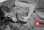 Image of Pet lion in captivity Illinois United States USA, 1954, second 36 stock footage video 65675041493