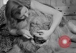 Image of Pet lion in captivity Illinois United States USA, 1954, second 37 stock footage video 65675041493