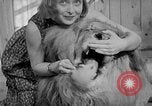 Image of Pet lion in captivity Illinois United States USA, 1954, second 38 stock footage video 65675041493