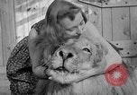 Image of Pet lion in captivity Illinois United States USA, 1954, second 39 stock footage video 65675041493