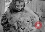 Image of Pet lion in captivity Illinois United States USA, 1954, second 40 stock footage video 65675041493