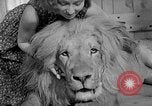Image of Pet lion in captivity Illinois United States USA, 1954, second 41 stock footage video 65675041493