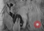 Image of Pet lion in captivity Illinois United States USA, 1954, second 42 stock footage video 65675041493