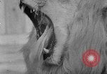 Image of Pet lion in captivity Illinois United States USA, 1954, second 43 stock footage video 65675041493