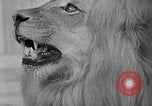 Image of Pet lion in captivity Illinois United States USA, 1954, second 44 stock footage video 65675041493