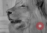 Image of Pet lion in captivity Illinois United States USA, 1954, second 45 stock footage video 65675041493