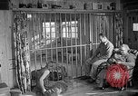 Image of Pet lion in captivity Illinois United States USA, 1954, second 46 stock footage video 65675041493