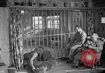 Image of Pet lion in captivity Illinois United States USA, 1954, second 47 stock footage video 65675041493
