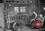 Image of Pet lion in captivity Illinois United States USA, 1954, second 48 stock footage video 65675041493