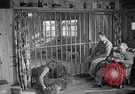 Image of Pet lion in captivity Illinois United States USA, 1954, second 49 stock footage video 65675041493
