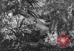 Image of Buna campaign world war 2 New Guinea, 1943, second 6 stock footage video 65675041520