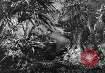 Image of Buna campaign world war 2 New Guinea, 1943, second 7 stock footage video 65675041520