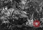 Image of Buna campaign world war 2 New Guinea, 1943, second 8 stock footage video 65675041520