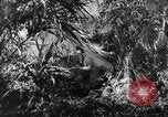Image of Buna campaign world war 2 New Guinea, 1943, second 10 stock footage video 65675041520