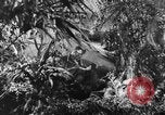 Image of Buna campaign world war 2 New Guinea, 1943, second 12 stock footage video 65675041520