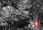 Image of Buna campaign world war 2 New Guinea, 1943, second 14 stock footage video 65675041520